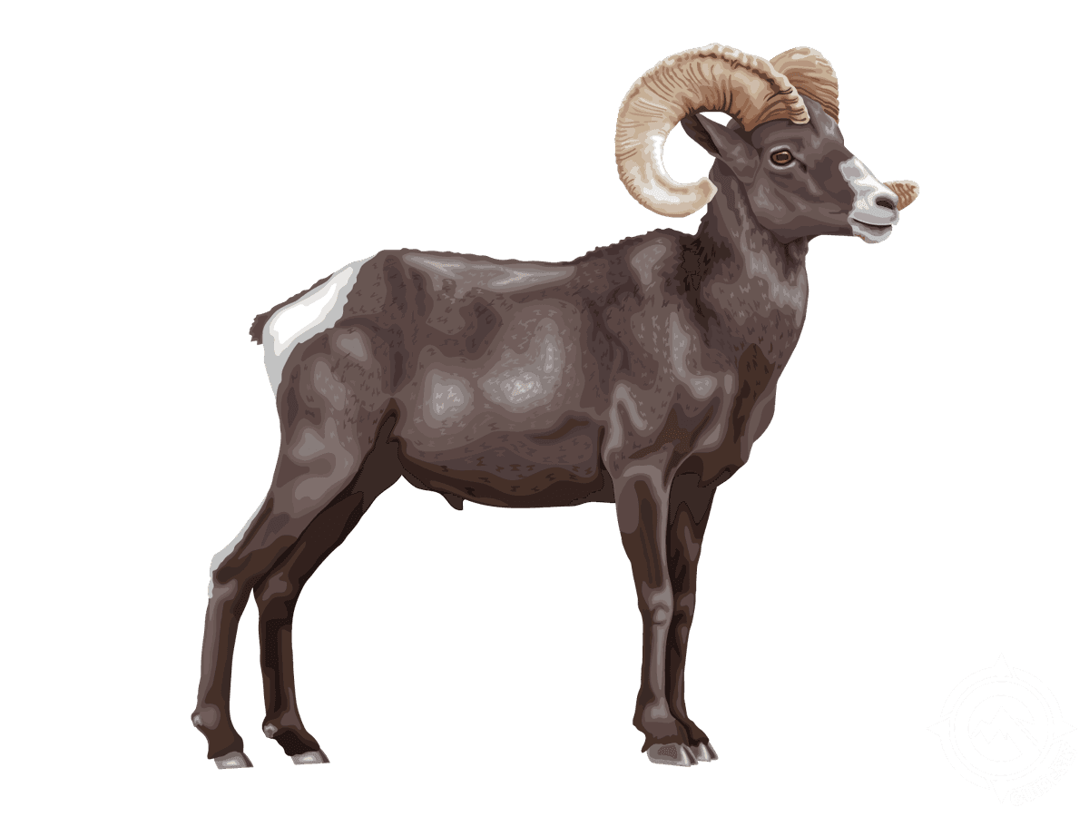 Bighorn Sheep