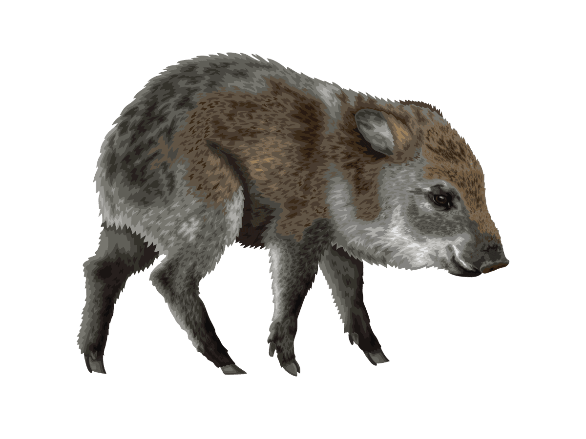 Javelina