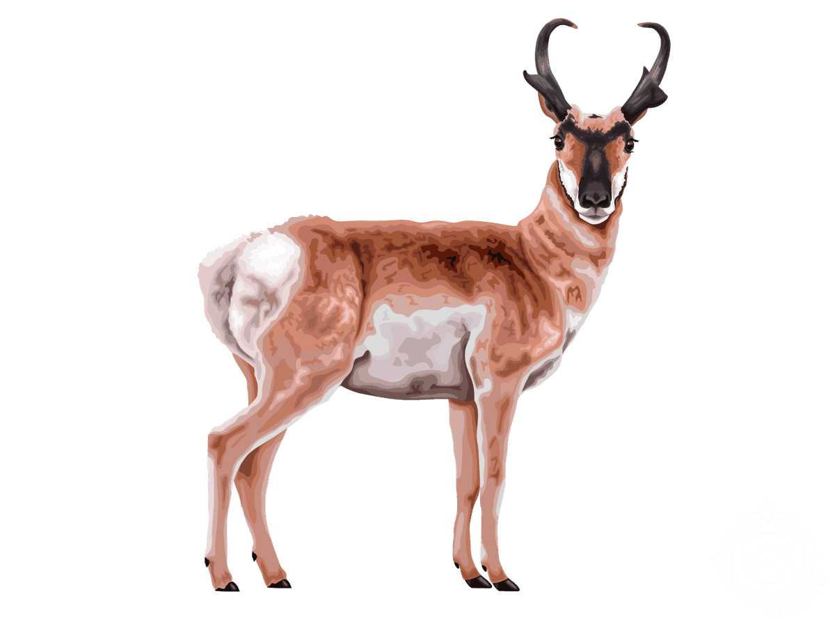 Pronghorn
