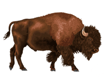 Bison