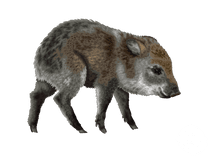 Javelina