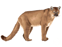 Mountain Lion