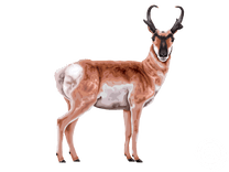 Pronghorn
